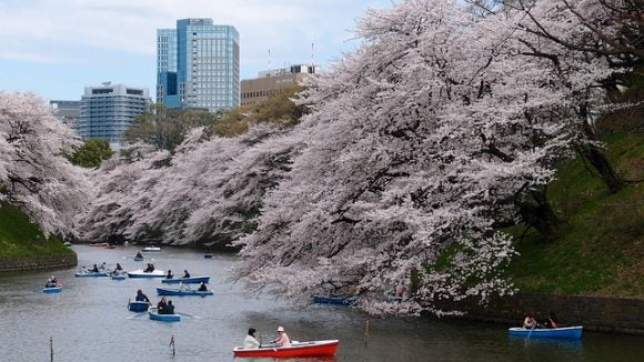 東京都内の満開の桜