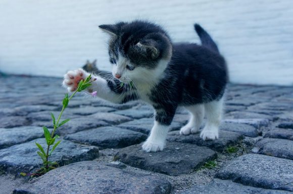 弱い立場の植物を守ろうとする猫