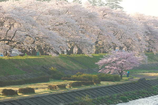入社式が行われる時期に咲く桜